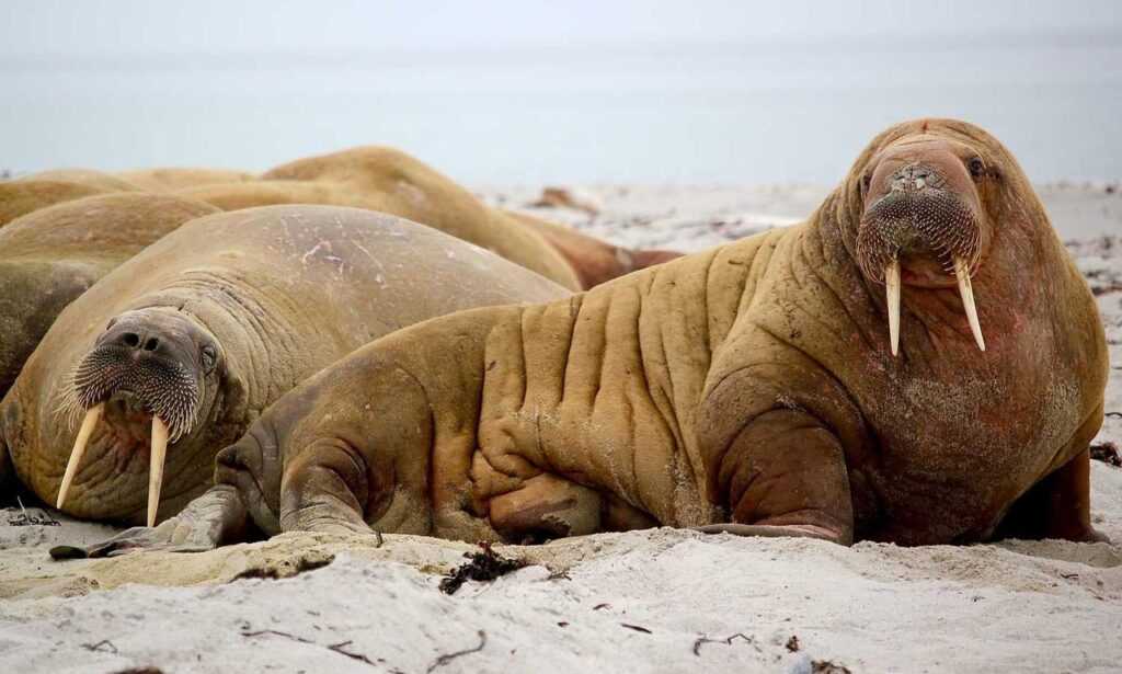 building guide kdainteriorment