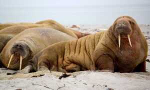 building guide kdainteriorment