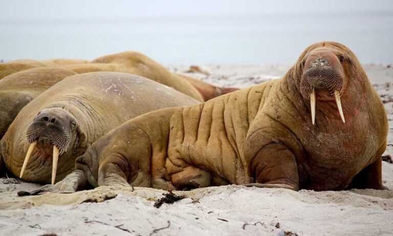 building guide kdainteriorment