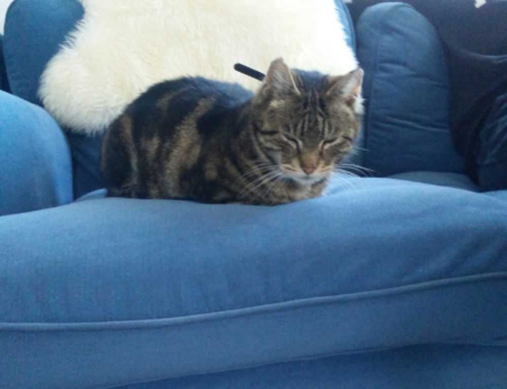 do mopfell78 pc gamers have an advantage