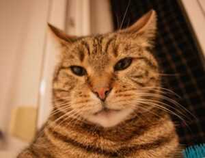 genboostermark software