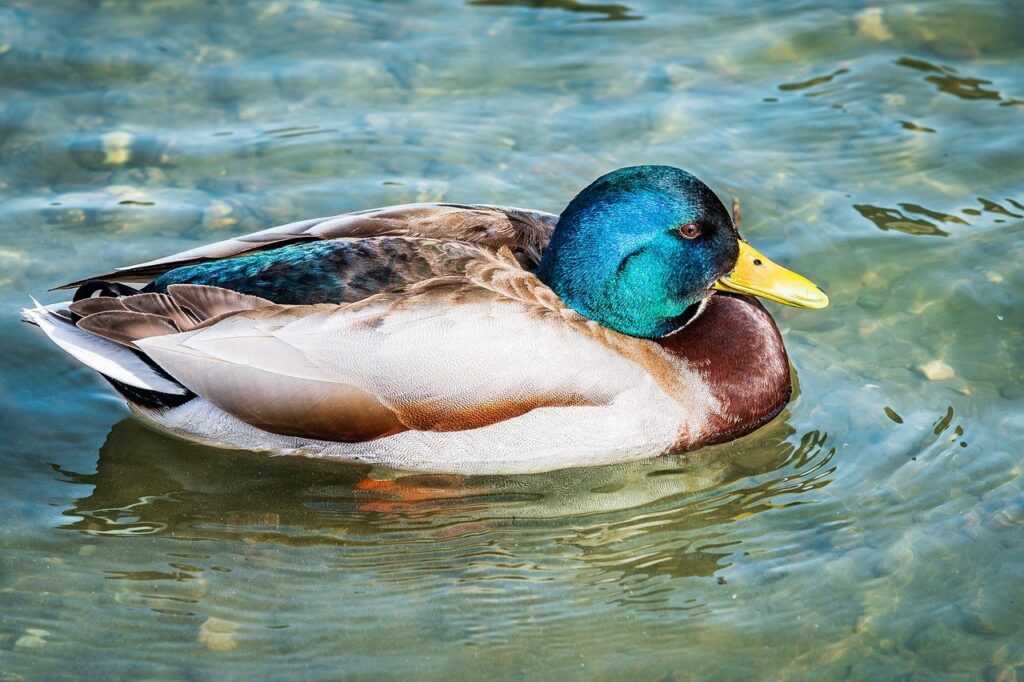 what is a game rogrand525 launcher pc