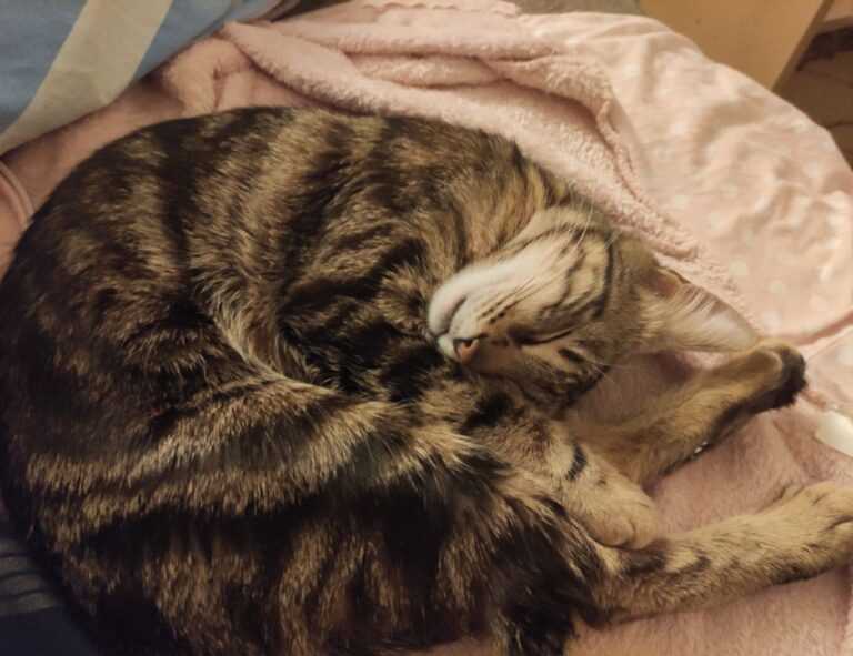 where to buy medicine for cotaldihydo