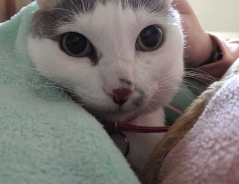 anya 41 rész magyarul