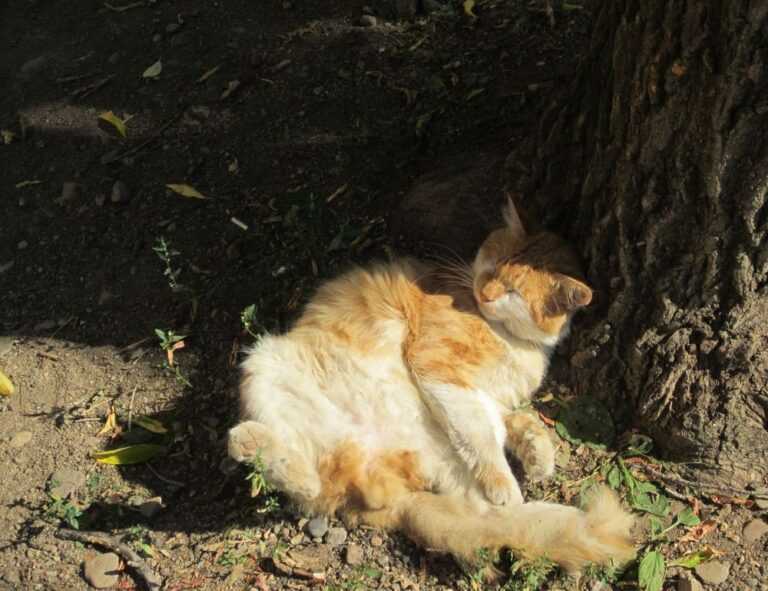 casimir schmidt vriendin