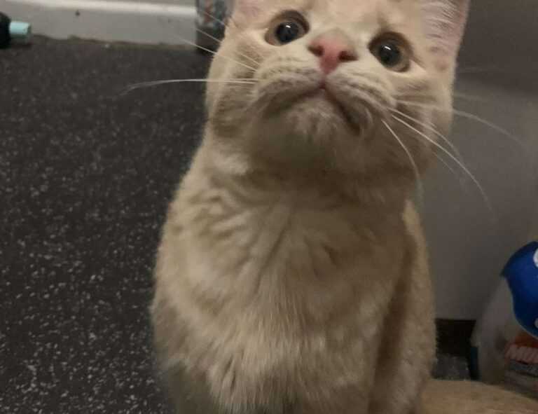 casimir schmidt vriendin