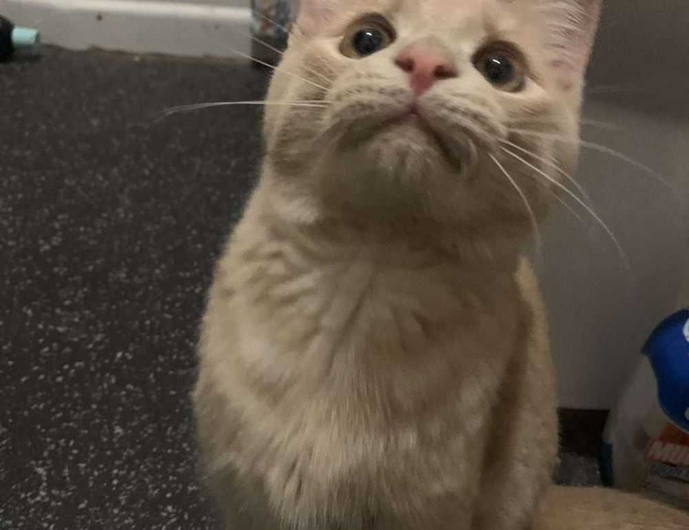 casimir schmidt vriendin