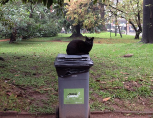 chabuca granda dibujo animado