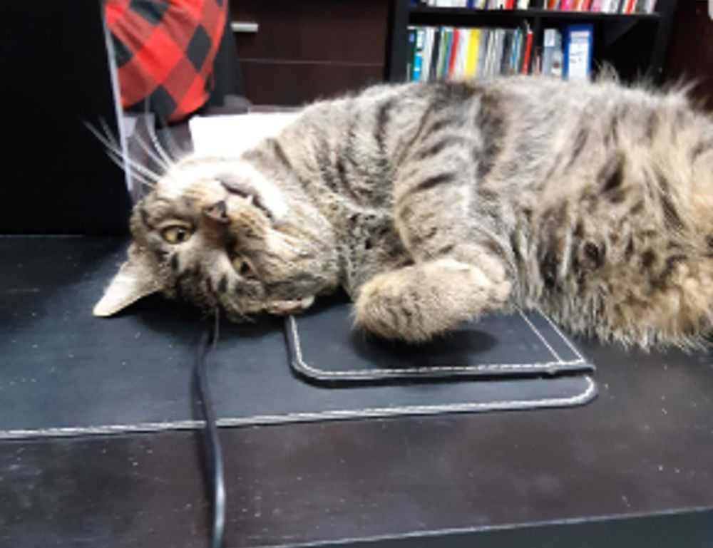 emma heesters onlyfans