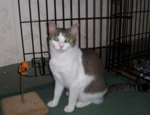 godinez el chavo cuerpo completo