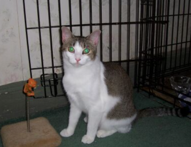 godinez el chavo cuerpo completo