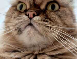 goedemorgen bloemen gif