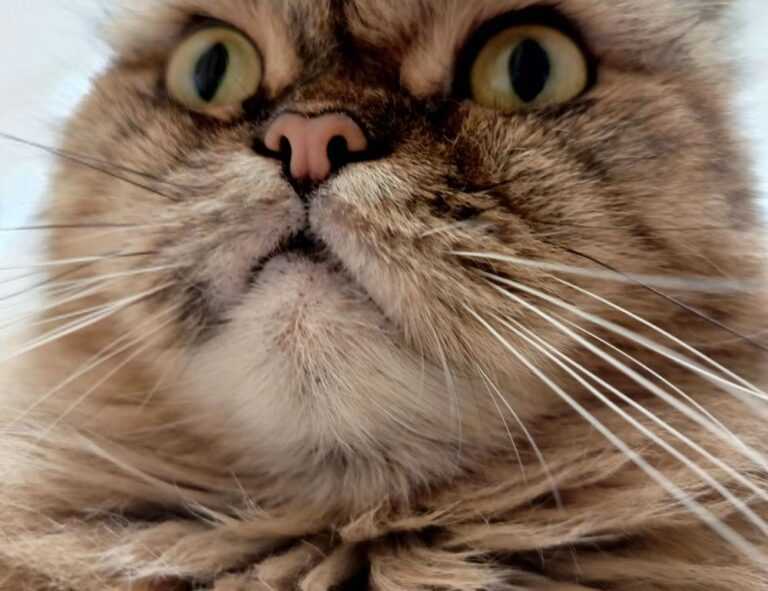 goedemorgen bloemen gif