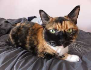 gracecharisxo onlyfans leaks