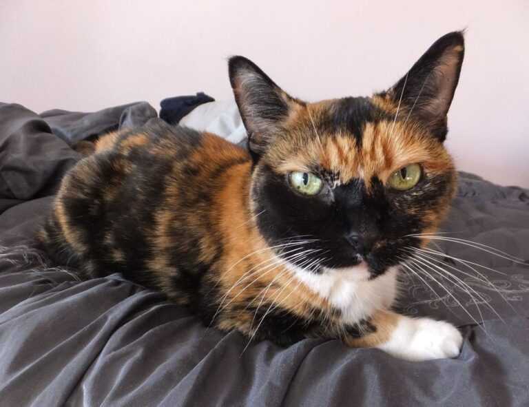 gracecharisxo onlyfans leaks