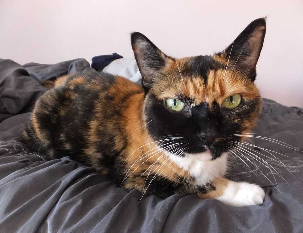 gracecharisxo onlyfans leaks