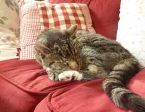 gracecharisxo onlyfans leaks