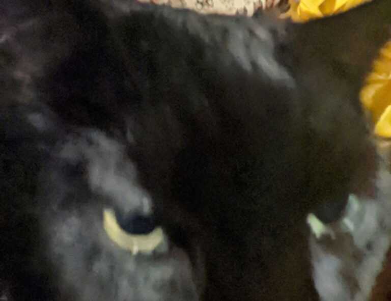 lengte jutta leerdam