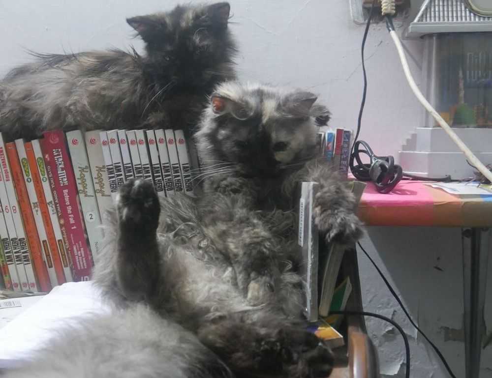 mengulit kenangan chord