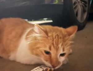 tamilyogi. vip home page