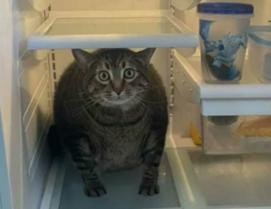 tarjetas de feliz sabado graciosas