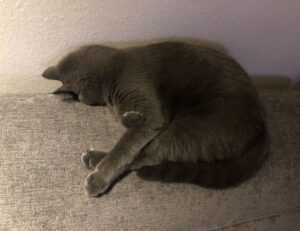 thecosmonaut onlyfans