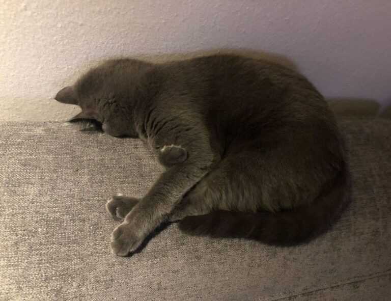 thecosmonaut onlyfans