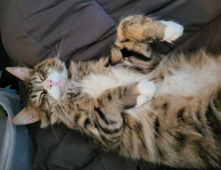 yali capkini sub indonesia lk21