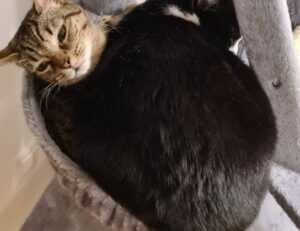 yalla shoot english nba live