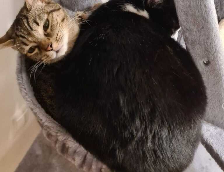 yalla shoot english nba live