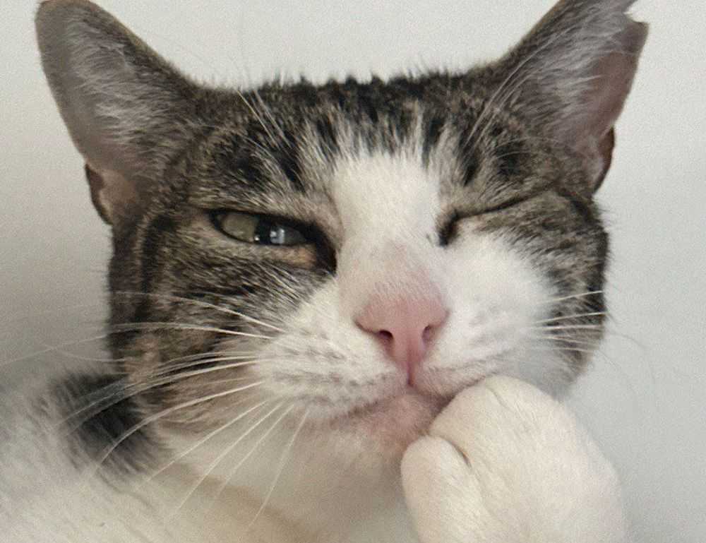 yina calderon only fans